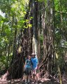 Some trees actually eat each other